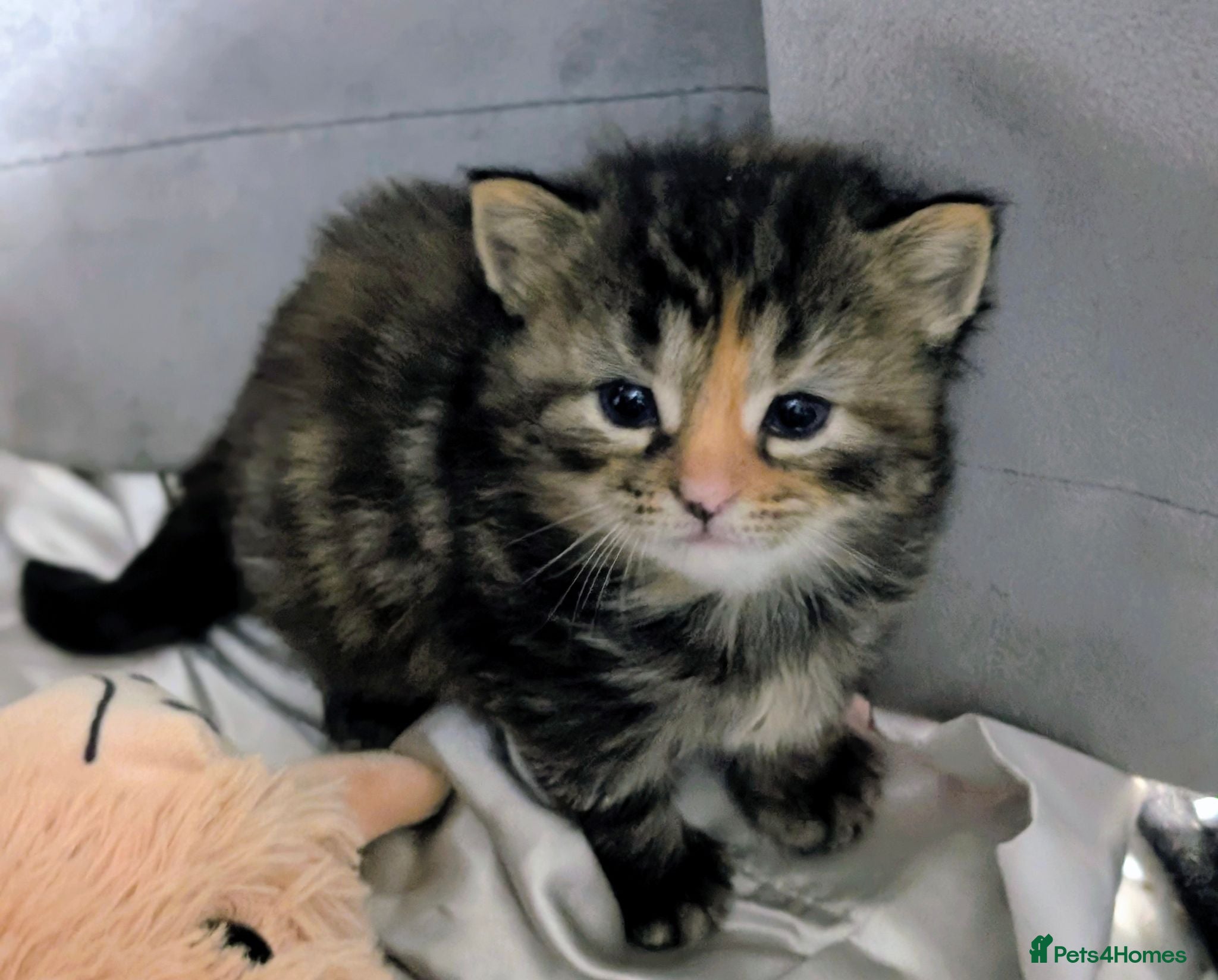 Mixed Breed cats ✨Fluffy Kittens Looking for Their Forever Homes✨ - Advert 1