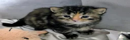 Mixed Breed cats for sale: ✨Fluffy Kittens Looking for Their Forever Homes✨ in Nottingham - Advert 1