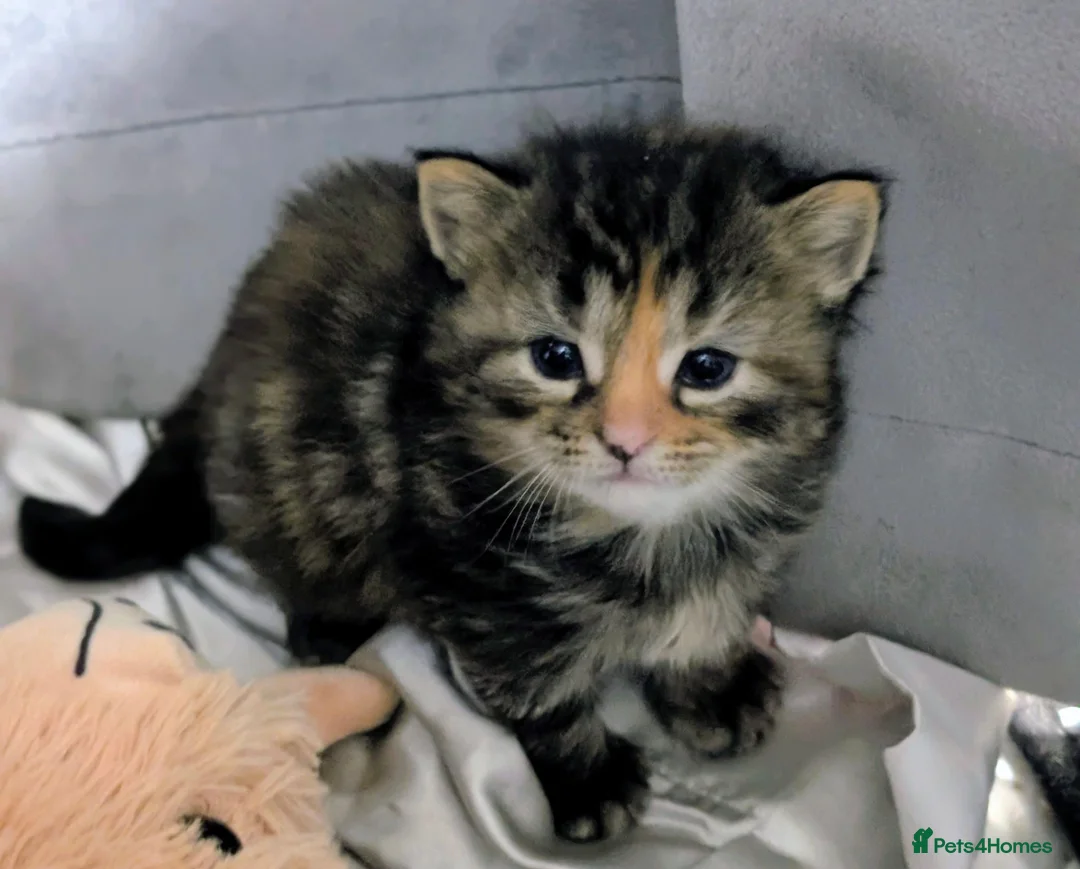 Mixed Breed cats for sale: ✨Fluffy Kittens Looking for Their Forever Homes✨ in Nottingham - Advert 1