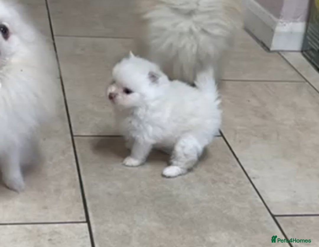 Pomeranian dogs for sale: Pomeranian puppies white - Advert 7