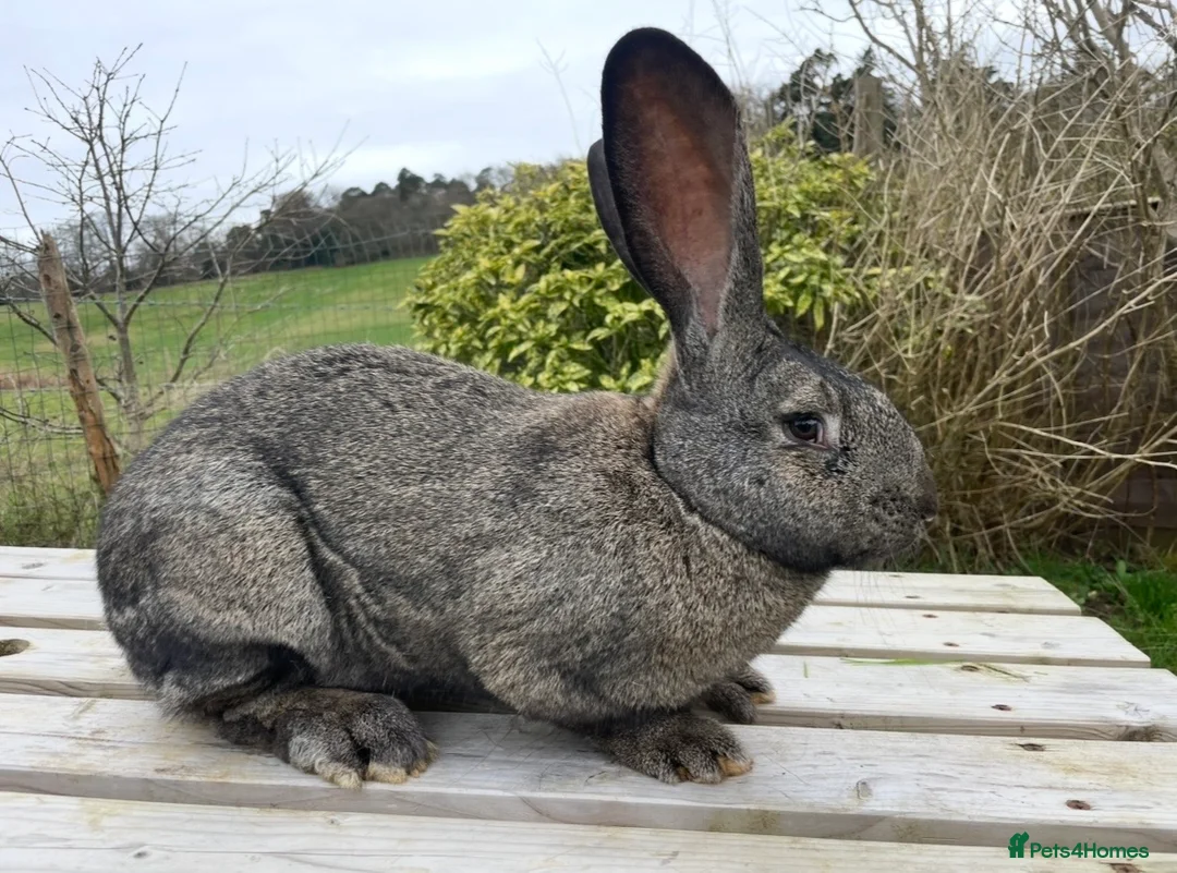 Continental Giant rabbits for sale: Beautiful large Continental Giant  - Advert 2