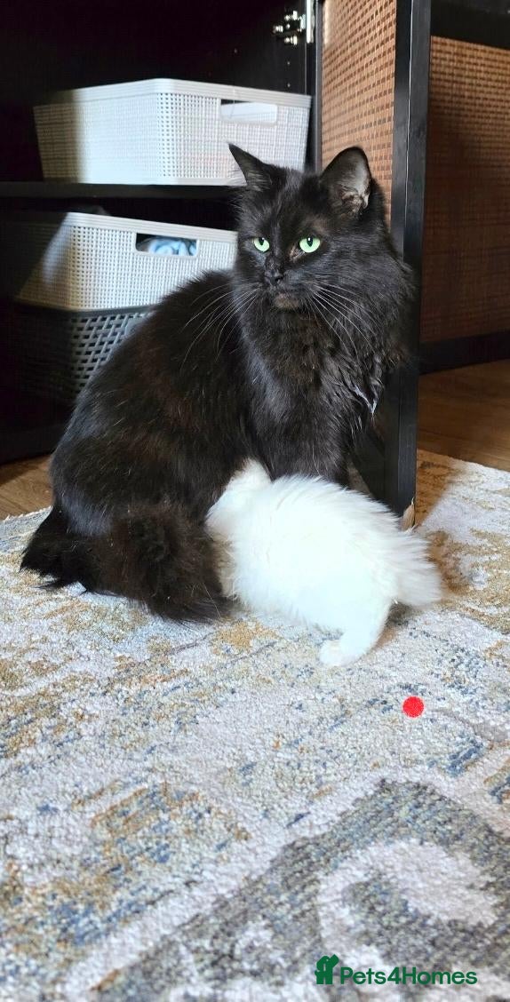Maine Coon cats for sale: 3/4 mainecoon x ragdoll polydactyl  - Advert 1