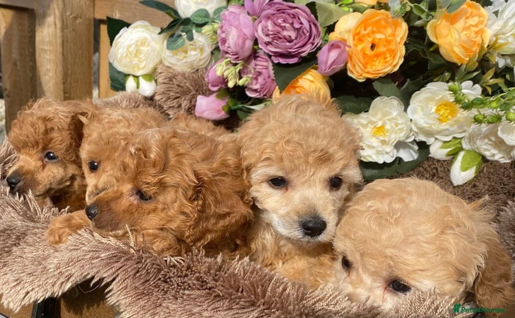 Toy Poodle dogs - Advert 3