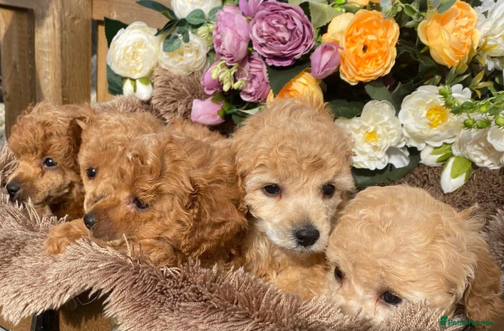 Toy Poodle dogs - Advert 6