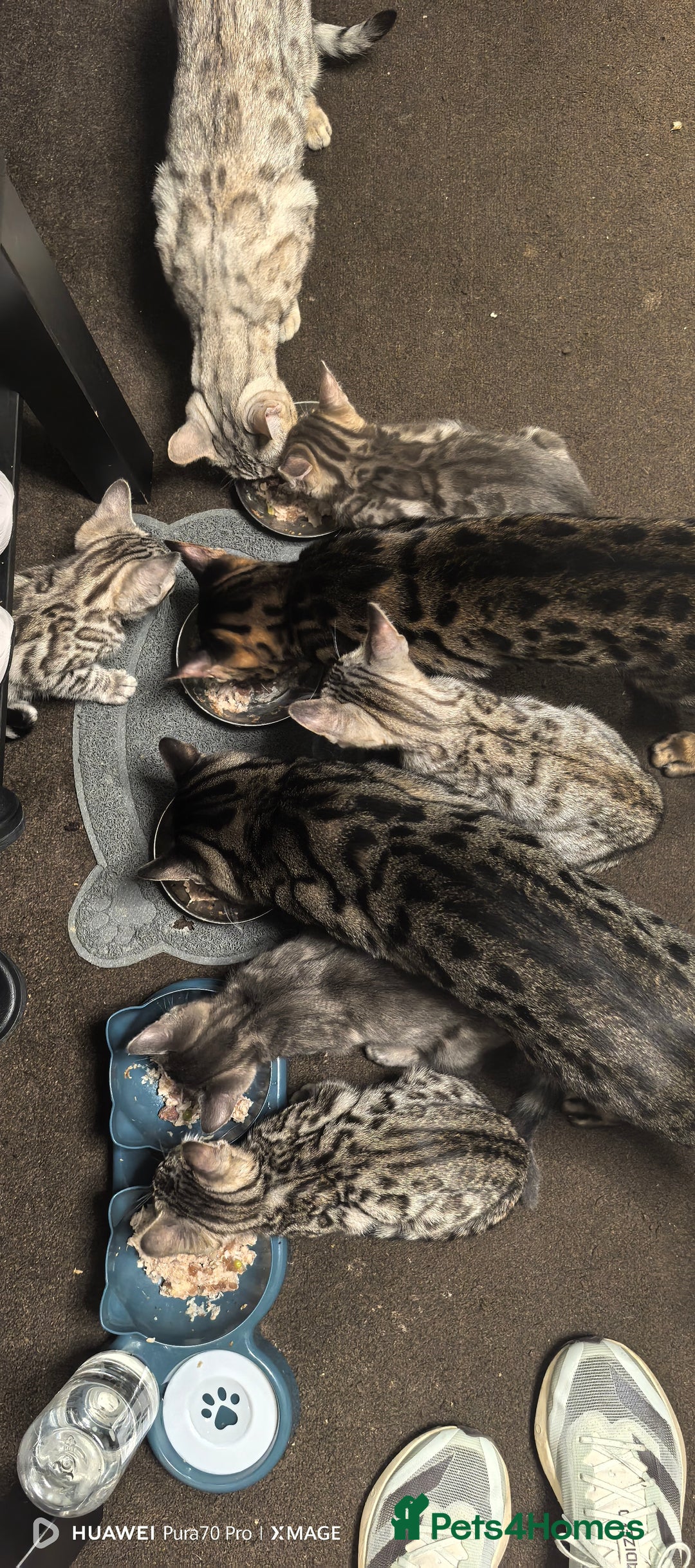 Bengal cats for sale: Sweet Bengal Kittens For Sale  - Image 35