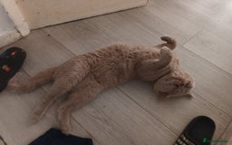 British Shorthair cats for sale: British shorthair kittens - Image 9