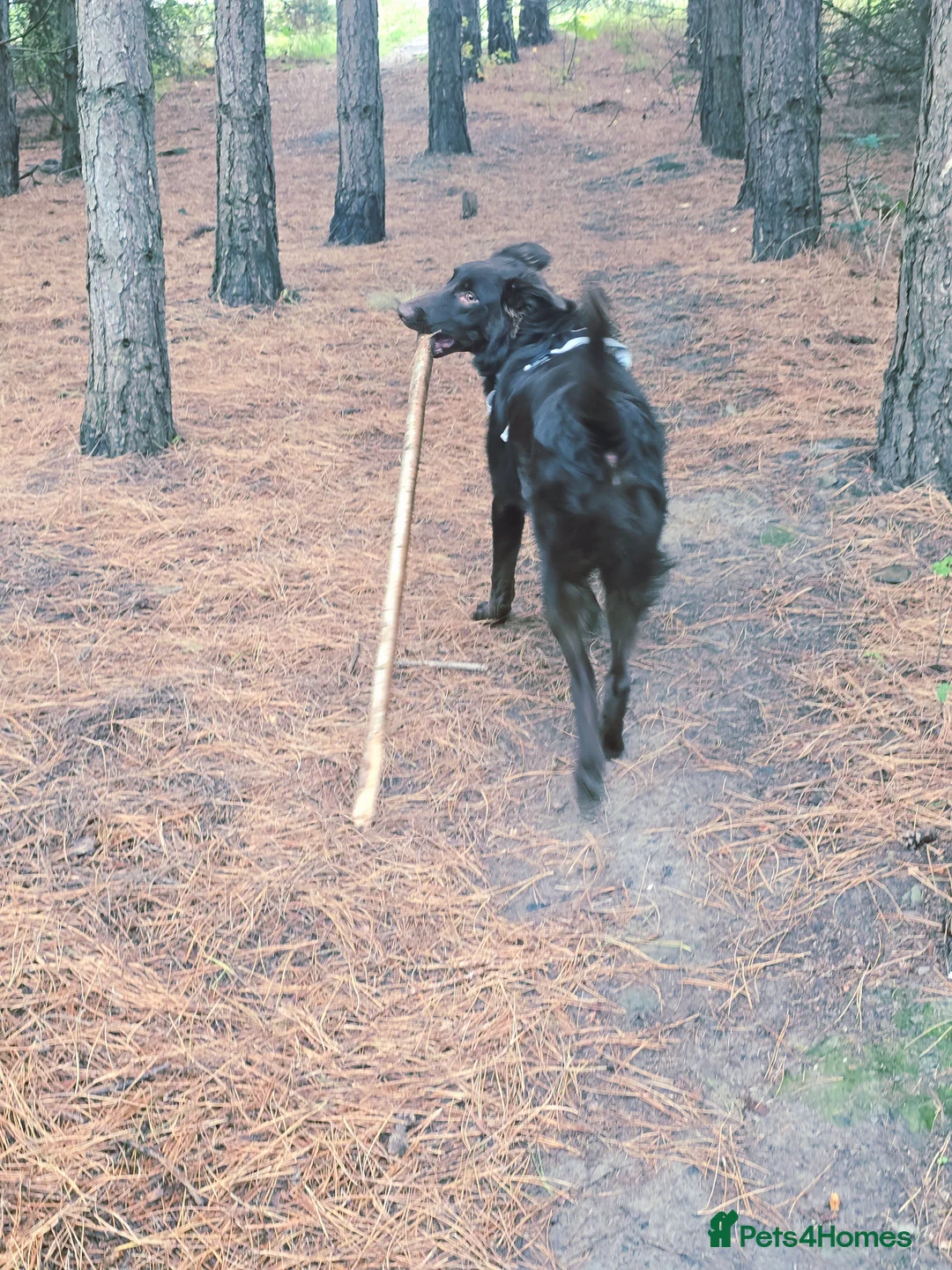 Australian Kelpie dogs for sale: 10 month Old Australian Kelpie (Deep Red/Brown) - Advert 10