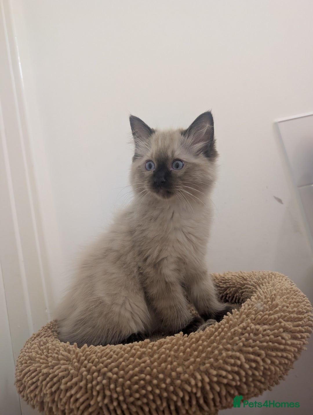 Ragdoll cats for sale: Beautiful rare blue and chocolate lynx Ragdolls  - Image 11