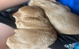 Mixed Breed dogs for sale: 5 Beautiful Cockapoo Girls ready  - Image 15