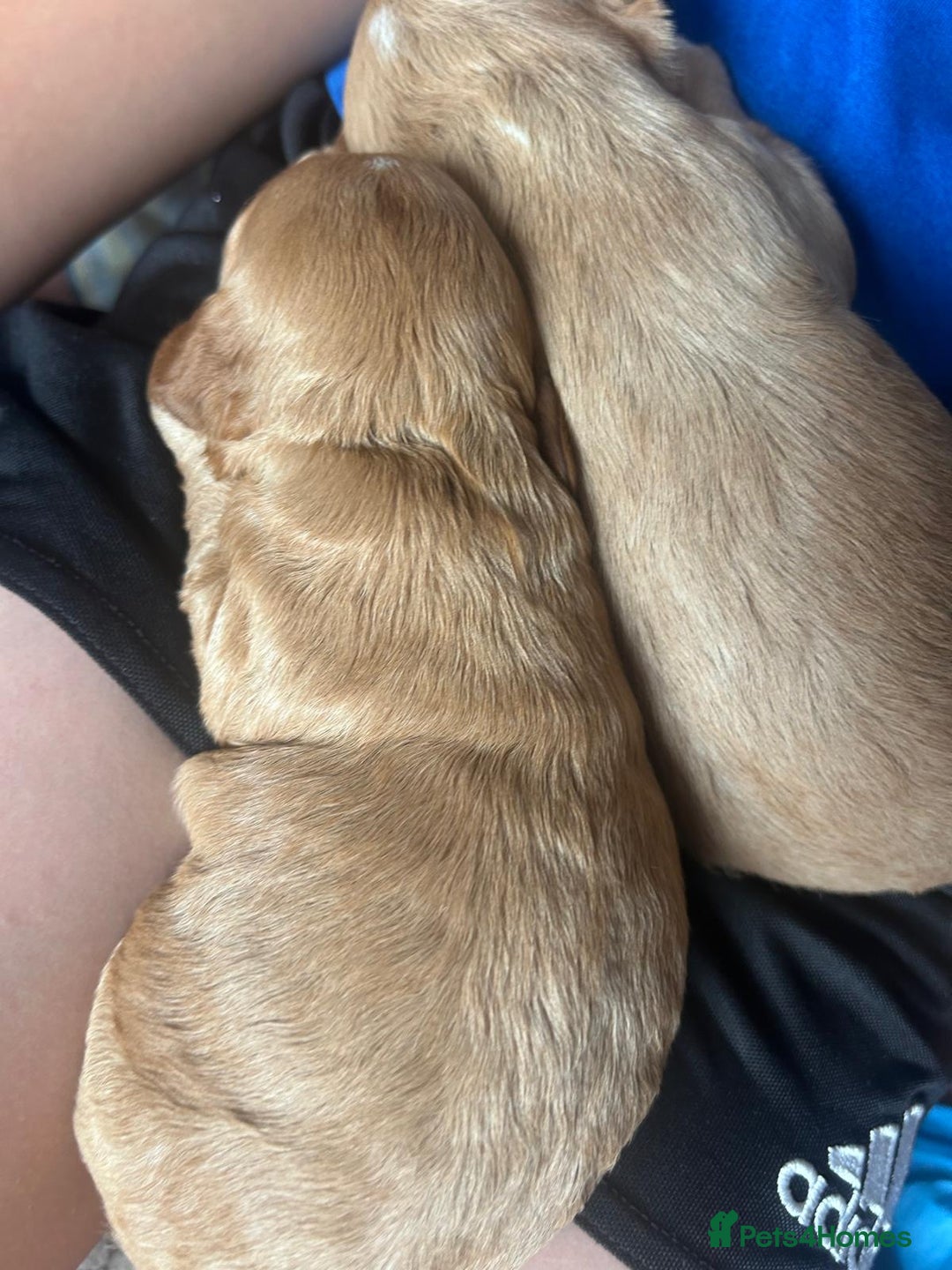 Mixed Breed dogs for sale: 5 Beautiful Cockapoo Girls ready  - Image 15
