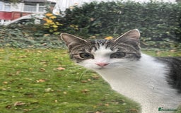 European cats for sale: Beautiful European Shorthair  - Image 5