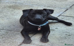 Patterdale Terrier dogs for sale: 1 year old Male Patterdale - Image 1