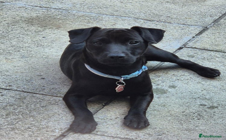 Patterdale Terrier dogs - Advert 1