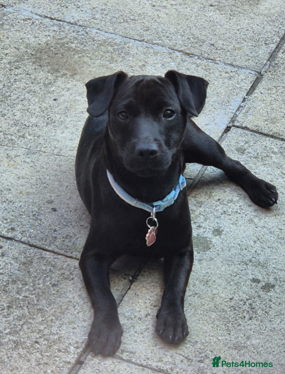 Patterdale Terrier dogs for sale: 1 year old Male Patterdale - Image 1