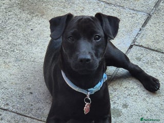 Patterdale Terrier dogs - Advert 7