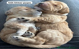 Cockapoo dogs for stud: F1b cockapoo for stud NOT FOR SALE - Image 28