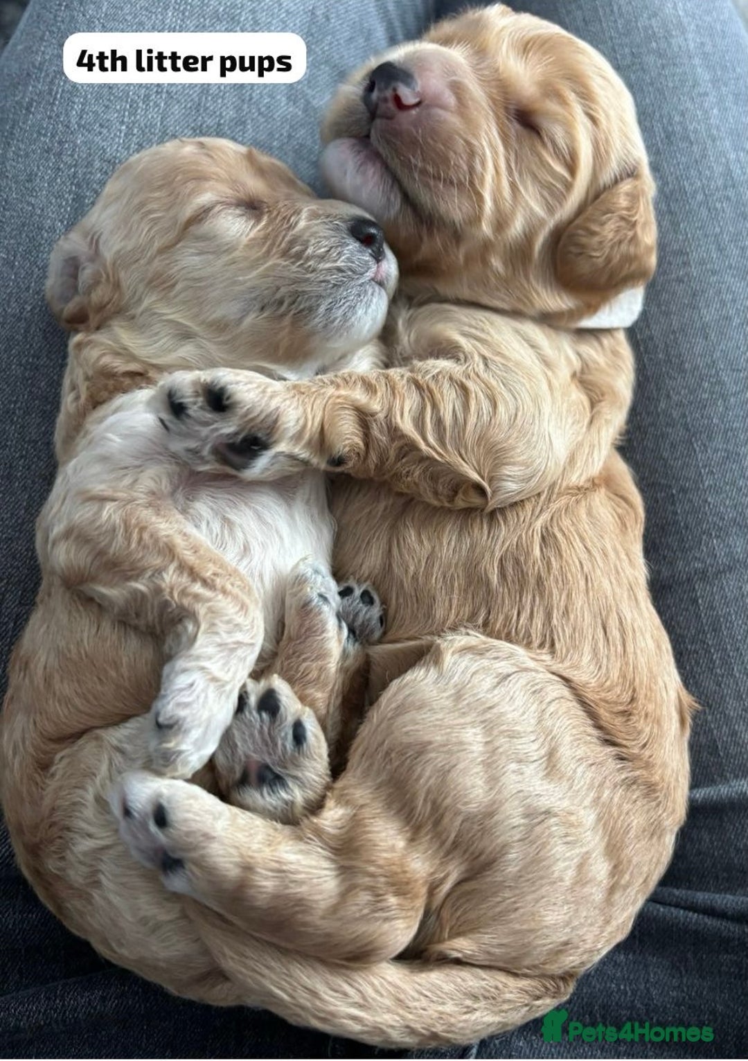 Cockapoo dogs for stud: F1b cockapoo for stud NOT FOR SALE - Image 28