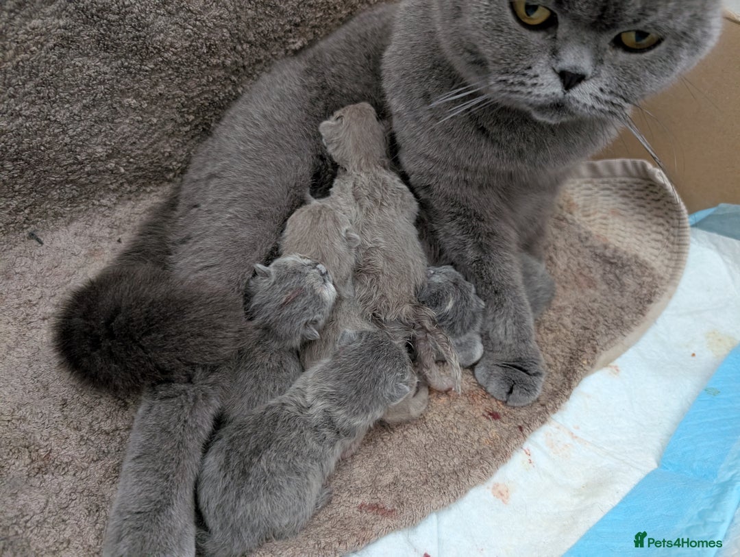 British Shorthair cats for sale: GCCF Registered British Shorthair Kittens for Sale - Image 18