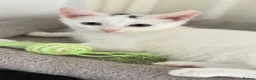 Turkish Van cats for sale: Turkish Van Kittens – Ready for Loving Homes - Advert 4