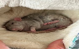 Rat rodents for sale: Milo & Bruce - disabled boy and younger brother  - Image 6