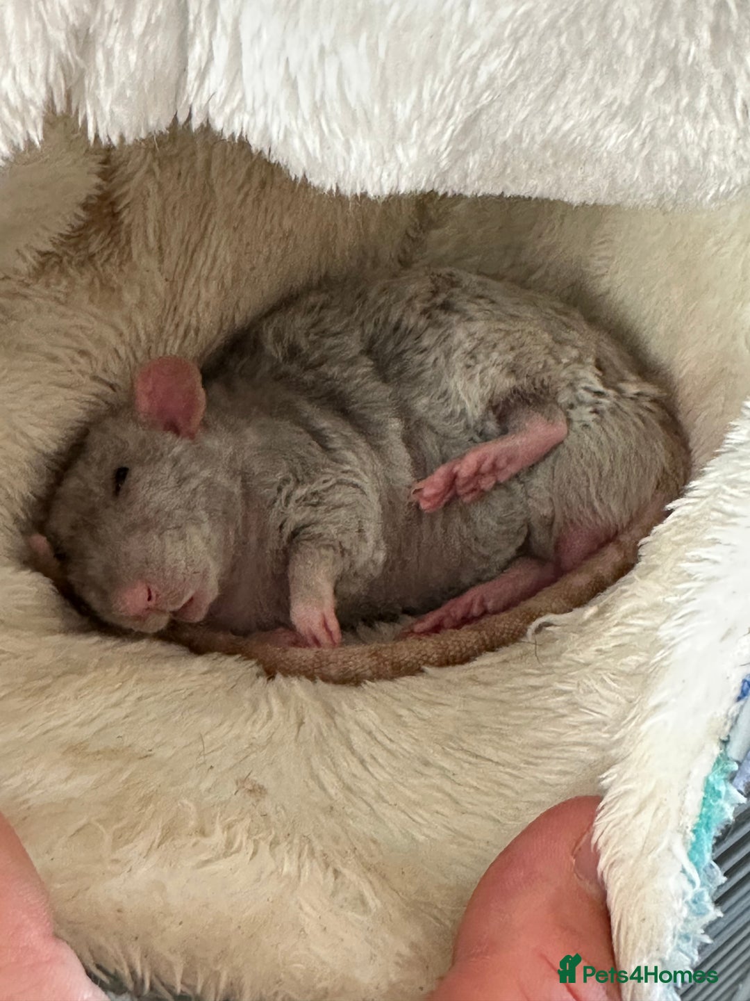 Rat rodents for sale: Milo & Bruce - disabled boy and younger brother  - Image 6