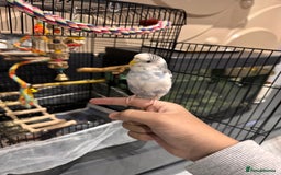Budgerigars birds for sale: Tame female budgie need gone Asap  - Image 4