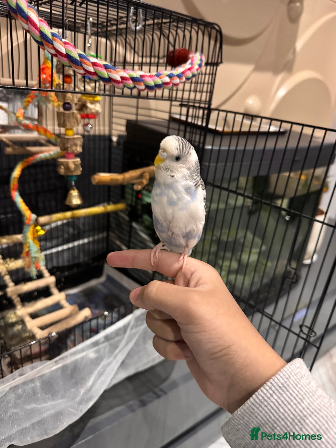 Budgerigars birds for sale: Tame female budgie need gone Asap  - Image 4