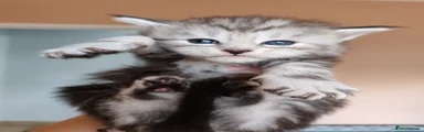 Mirabella TitaniumCat 