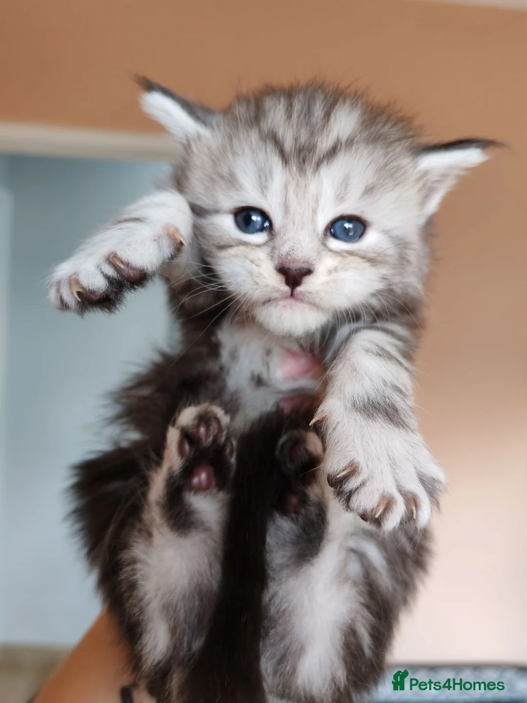 Maine Coon cats for sale: Pure Maine coons kittens ❤️❤️  - Advert 2
