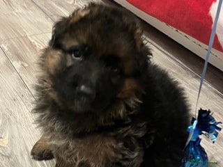 German Shepherd dogs Outstanding long haired Gsd pups for sale - Advert 3