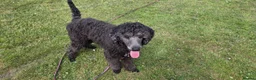 Bernedoodle dogs for sale: F1b Bernedoodle - Advert 2
