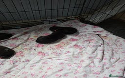 Mixed Breed dogs for sale: Corso x  - Image 2