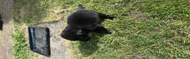 Mixed Breed Puppy 5