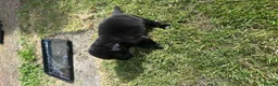 Mixed Breed dogs for sale: Labrador Spring crossed pups - Advert 10