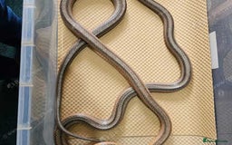 Rat Snake reptiles for sale: Mexican baird rat snakes  - Image 5