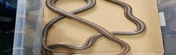 Rat Snake reptiles for sale: Mexican baird rat snakes  - Advert 5