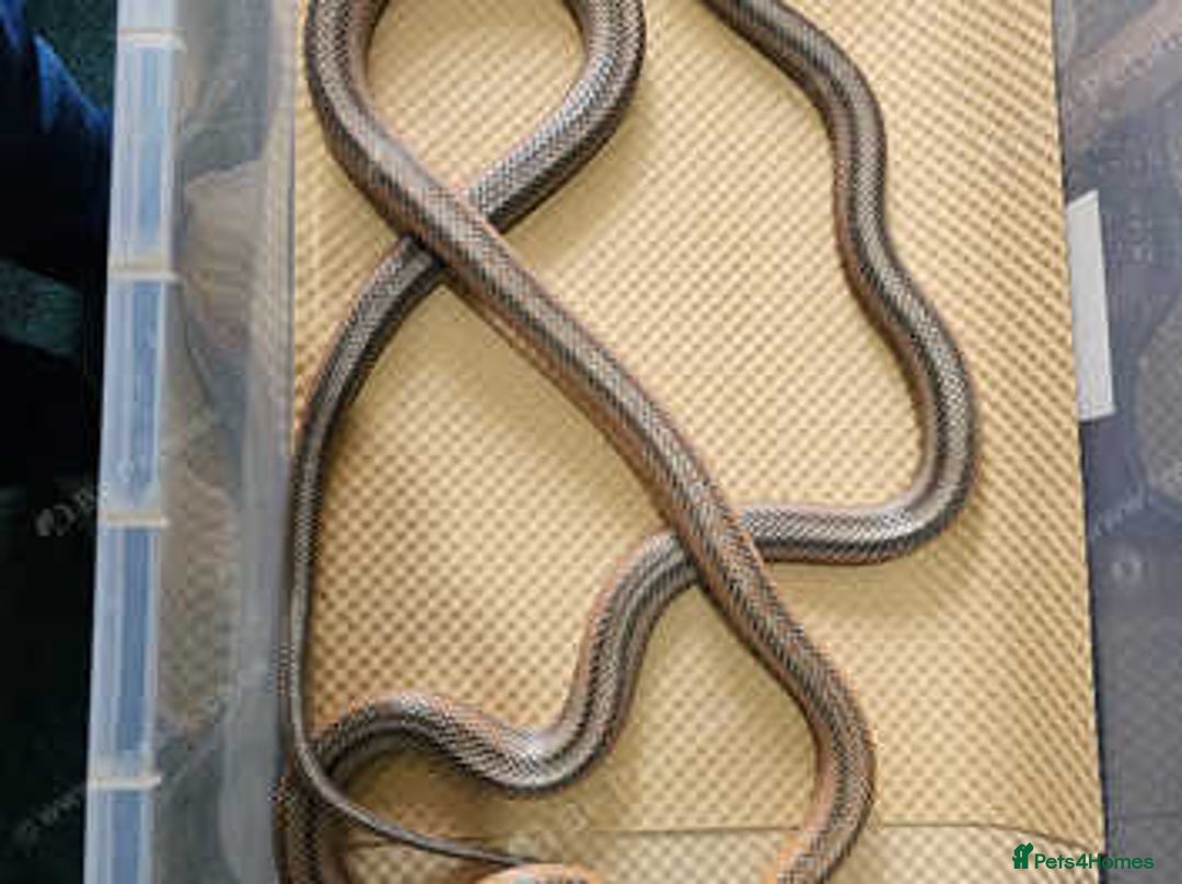 Rat Snake reptiles for sale: Mexican baird rat snakes  - Image 5
