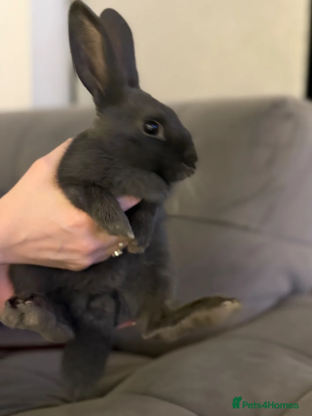 Mixed Breed rabbits for sale: Mixed Rex breed  - Advert 3