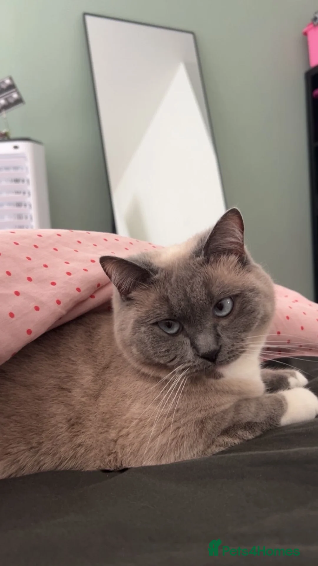 British Shorthair cats for sale: 2 Year Old Female Mixed British Shorthair/Ragdoll - Advert 2