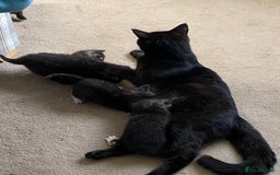 British Shorthair cats for sale: Adorable kittens  - Image 20