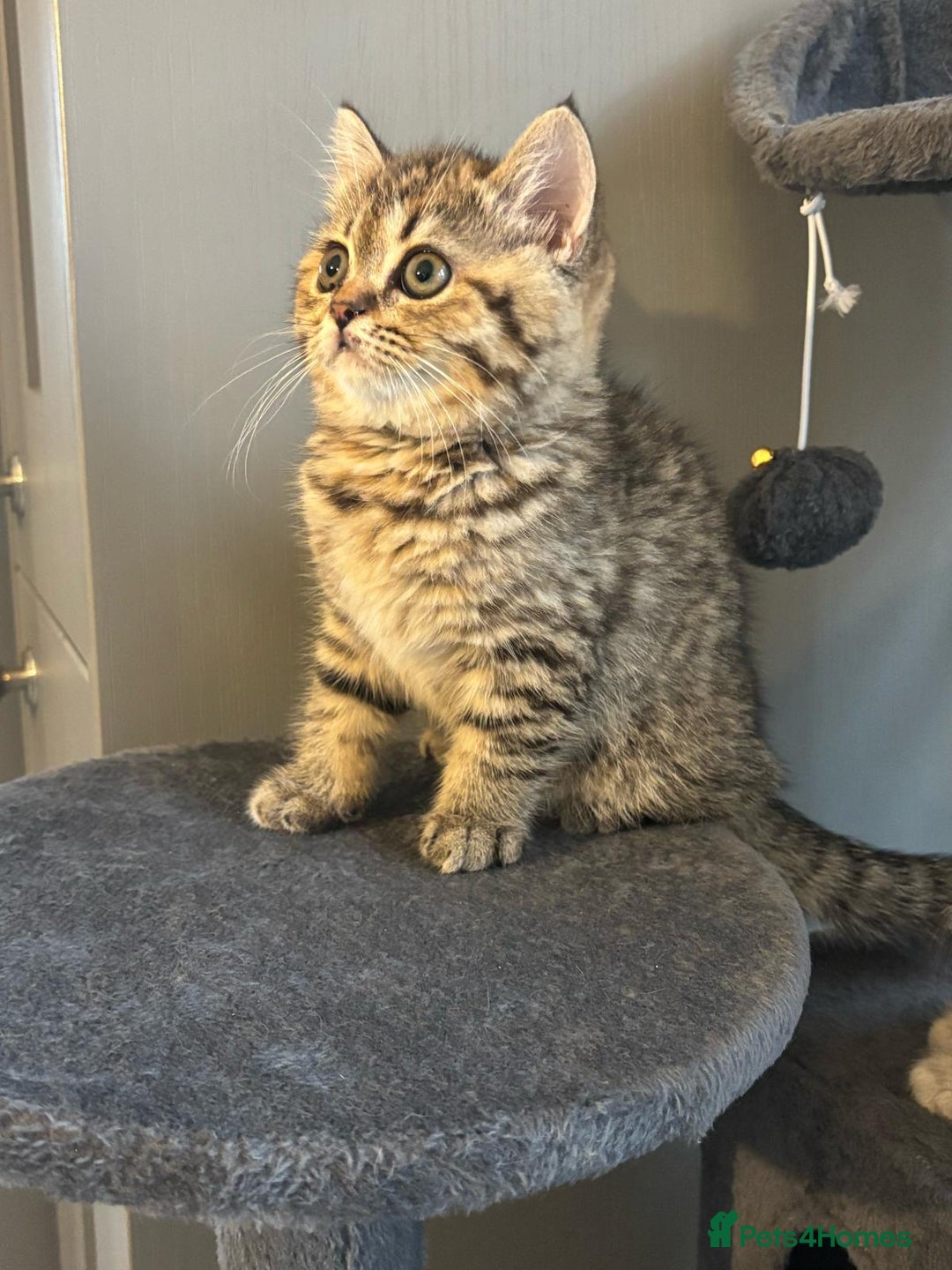 Brazilian Shorthair cats for sale: British short hair stunning 😍  - Image 8