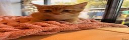 British Shorthair cats for sale: British short haired cross kittens #Ready now  - Advert 9
