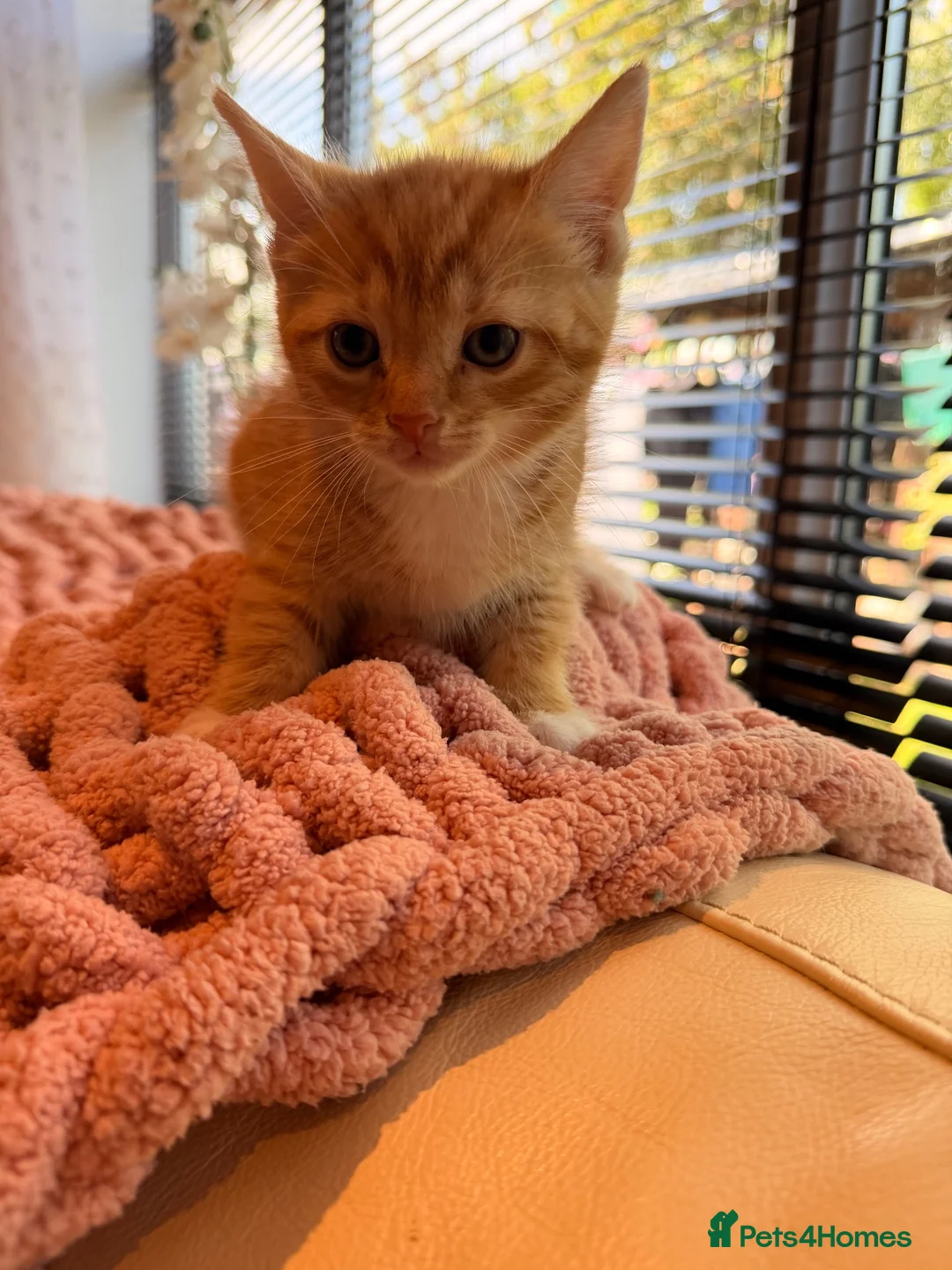 British Shorthair cats for sale: British short haired cross kittens #Ready now  - Advert 9
