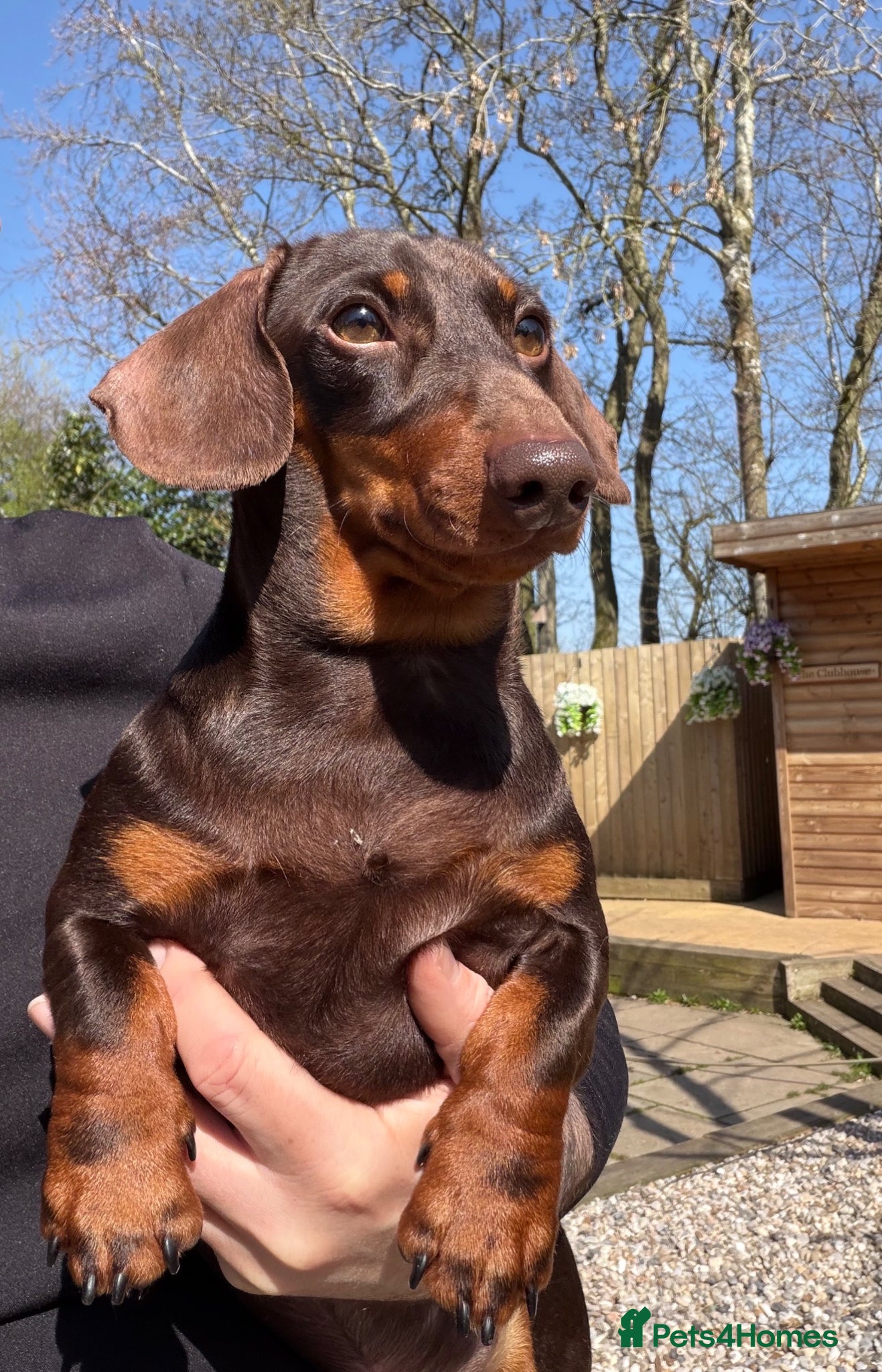 Miniature Dachshund dogs Meet Ronnie, the one year old cuddly MiniDachshund - Advert 1