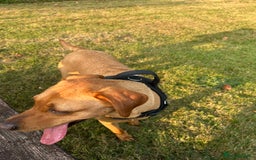 Labrador Retriever dogs for sale: My beautiful girl red fox Labrador need good home - Image 2