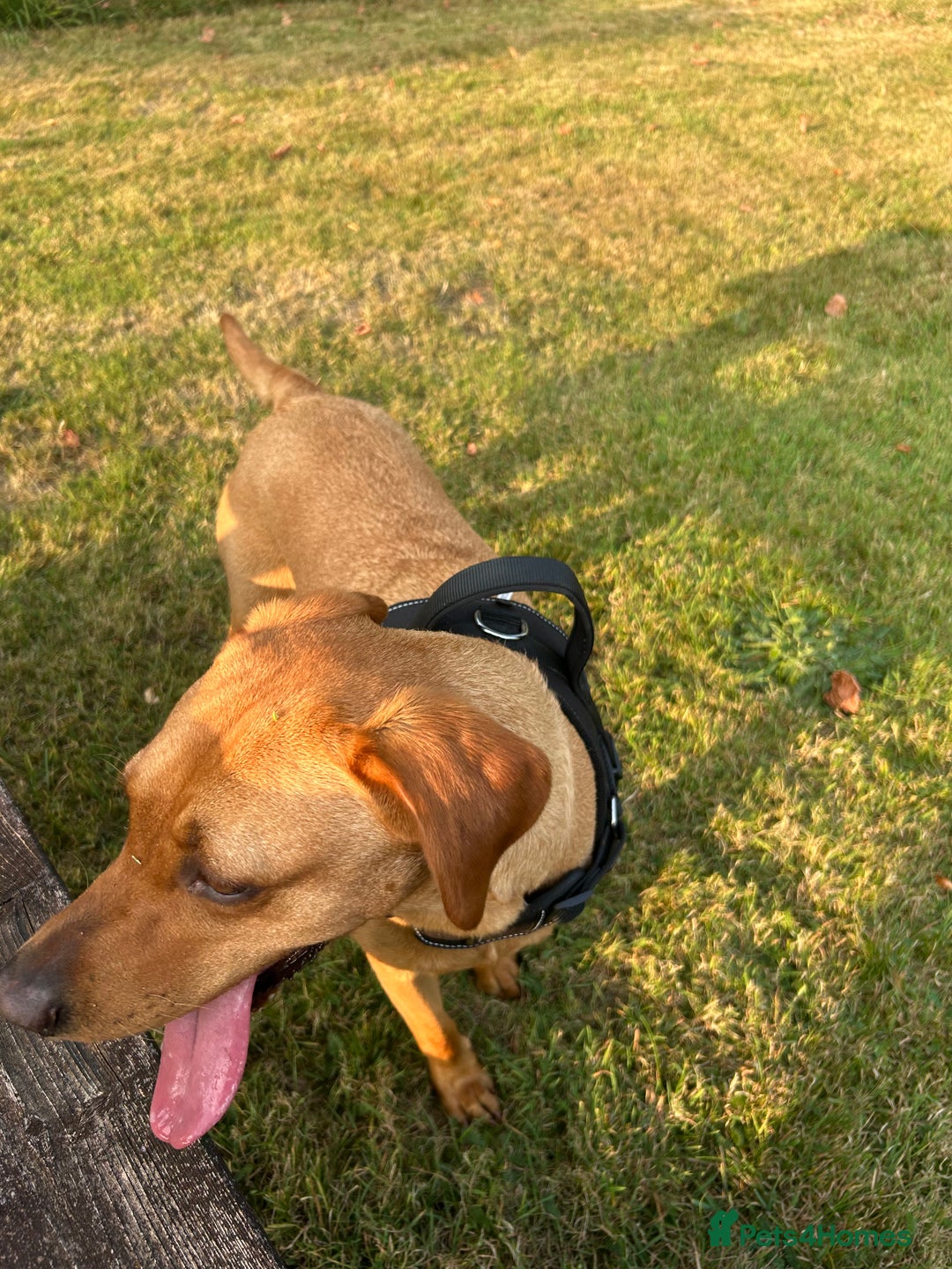 Labrador Retriever dogs for sale: My beautiful girl red fox Labrador need good home - Image 2