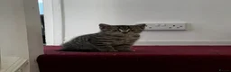 American Shorthair cats for sale: Beautiful Tabby Kittens Ready for Loving Homes - Advert 11