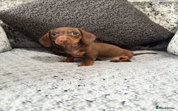 Miniature Dachshund dogs for sale: Miniature Dachshund Boys Ready Now  - Image 5