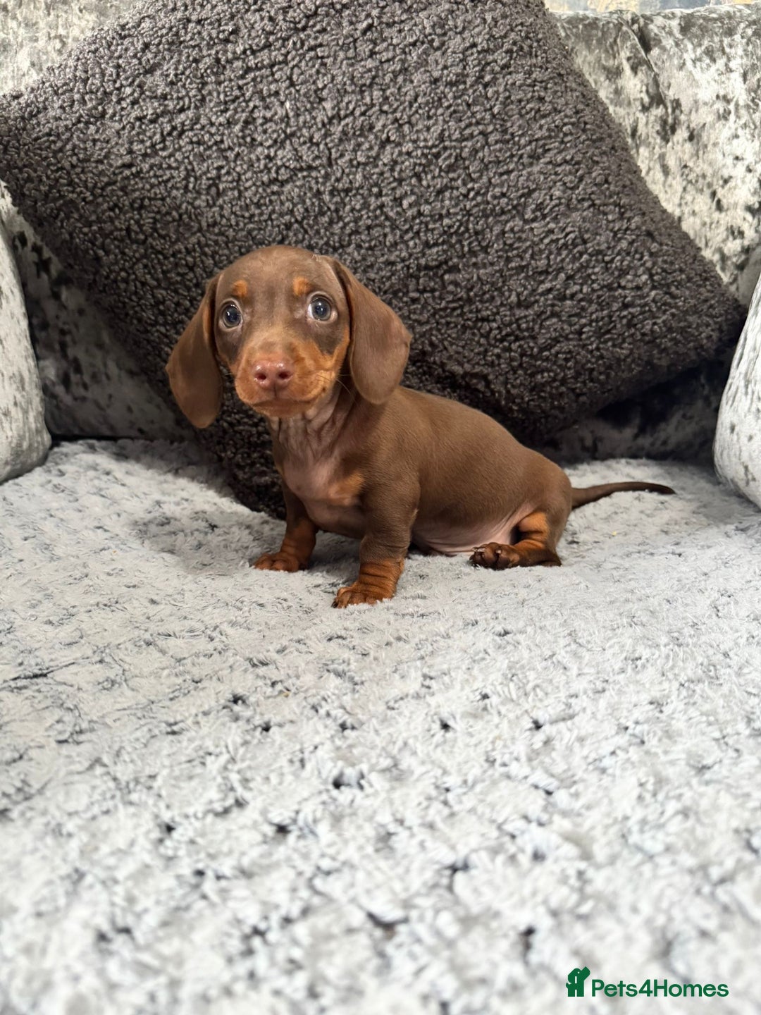 Miniature Dachshund dogs for sale: Miniature Dachshund Boys Ready Now  - Image 5