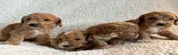 Cockapoo dogs for sale: F1bcockapoo puppies - DNA Health test clear  in Staines - Advert 18